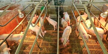 Suining (China), 21/02/2020\u002E- (FILE) - A worker feeds the piglets in a hog pen in Suining, Sichuan province, China, 21 February 2020 (reissued 30 June 2020)\u002E Chinese scientists have discovered a new type of swine flu that could trigger a pandemic, according to media reports\u002E The G4 virus allegedly has the potential to infect humans, researchers from several Chinese universities and the Chinese Center for Disease Control and Prevention wrote in an article\u002E The G4 is derived from the H1N1 virus, which caused a pandemic in 2009\u002E EFE/EPA/ZHONG MIN CHINA OUT *** Local Caption *** 55893553