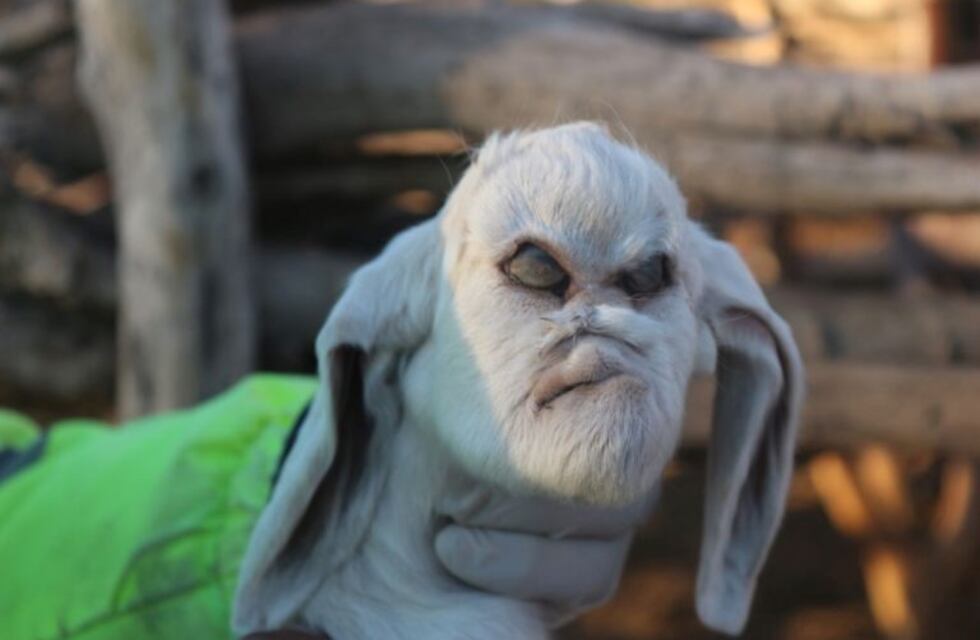 Video: ya se sabe por qué el cabrito de San Luis tiene cara de humano