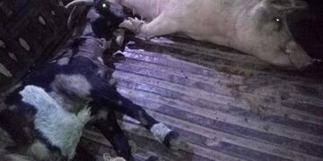 Detuvieron a un hombre por transportar un chancho y una cabra en la caja de la camioneta\u002E (Policía de Salta)