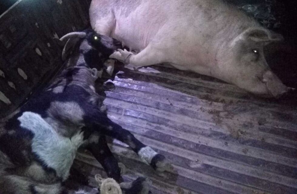 Detuvieron a un hombre por transportar un chancho y una cabra en la caja de la camioneta