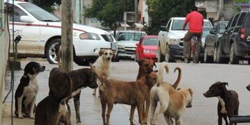 Mirá el cronograma de los operativos de castración en Paraná
