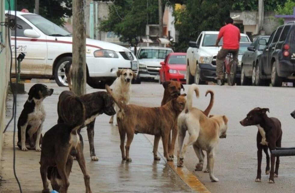 Nuevo cronograma de castración en la ciudad