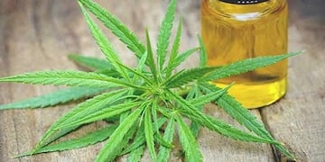 Uso Medicinal de la Planta de Cannabis\u002E