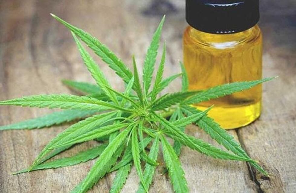 Cannabis medicinal: el Gobierno reglamentó las condiciones para la producción