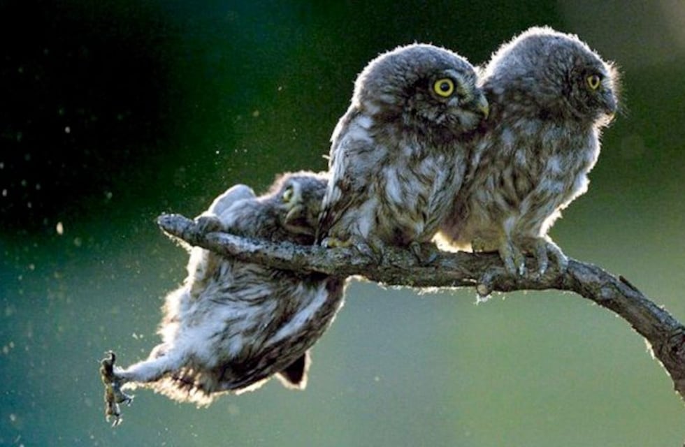 En fotos: Las imágenes más graciosas de la naturaleza en 2017