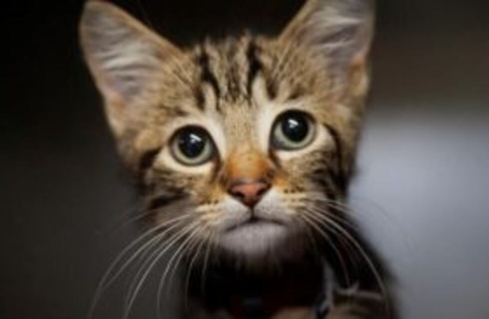 La energía de los gatos y su poder curativo