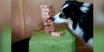 El video viral del perro que juega al jenga
