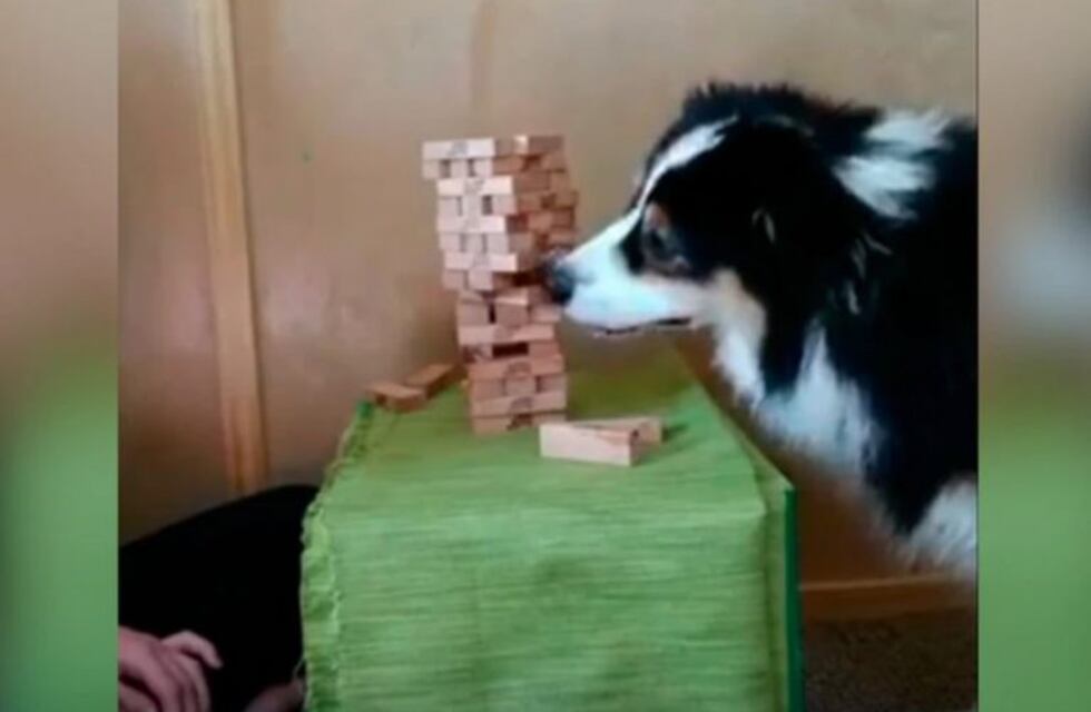 El video viral del perro que juega al jenga