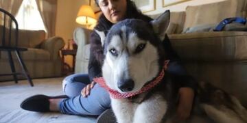 Max vendía cupcakes junto a su dueña para pagar el tratamiento contra el cáncer\u002E