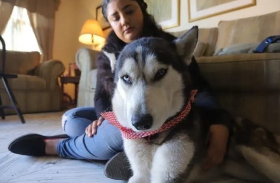 Murió el perro que vendía cupcakes para pagar su tratamiento contra el cáncer
