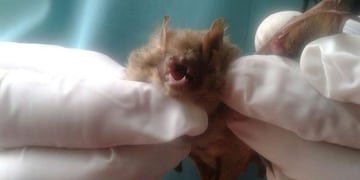 Murciélago\u002E Rawson\u002E