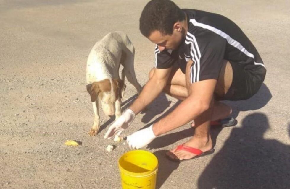 Le practicó RCP a un perro envenenado y le salvó la vida
