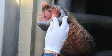 Mara, la elefanta que perteneció a los circos en Argentina y Uruguay, que ahora viaja hacia un lugar de descanso en Brasil\u002E (Portal da Cidade)