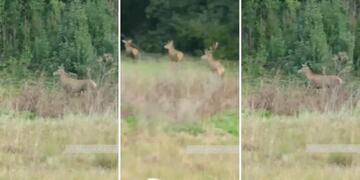 Video imperdible: grabaron a tres ciervos en un monte de Azul