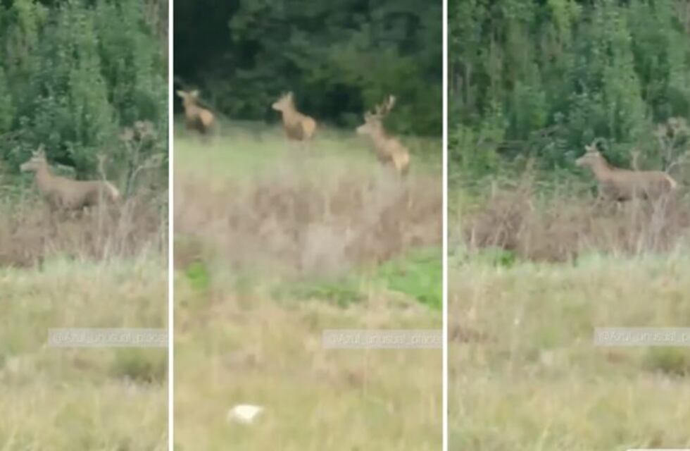 Video imperdible: grabaron a tres ciervos en un monte de Azul