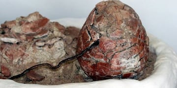 Descubren fósiles de dinosaurios de más de 70 millones de años de antigüedad en La Rioja (Nueva Rioja)