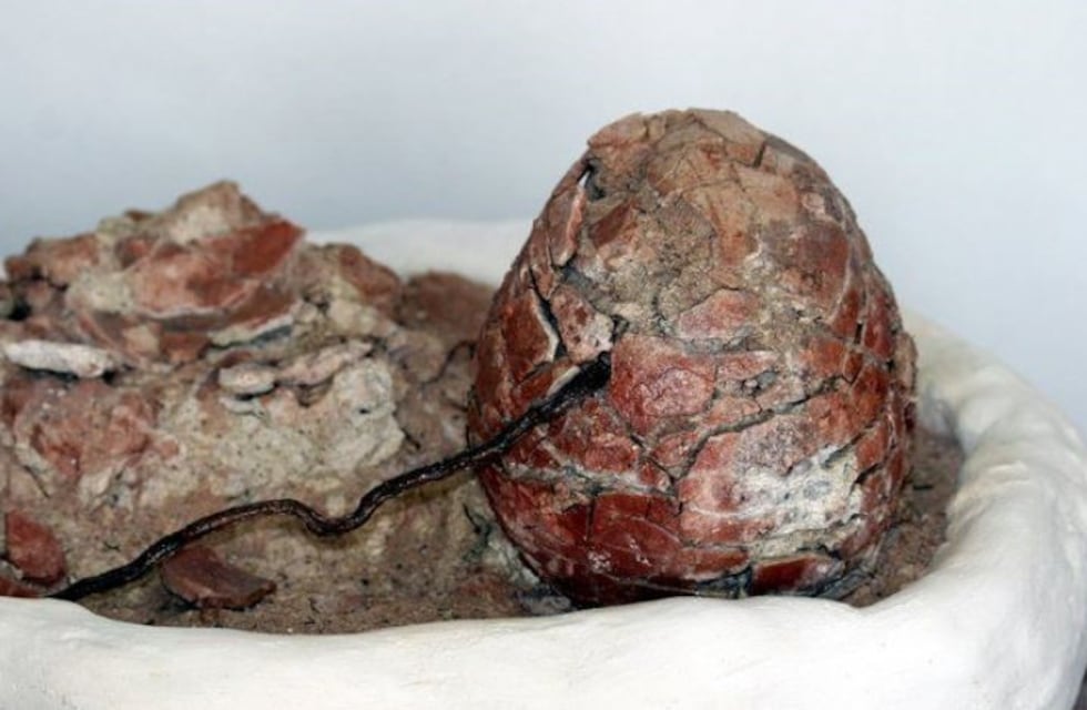 Encontraron fósiles de dinosaurios de más de 70 millones de años de antigüedad en La Rioja