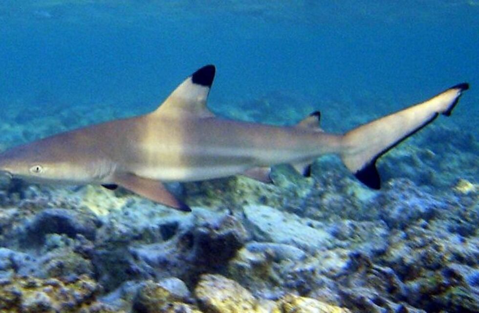 Video: un hombre fue atacado por un tiburón mientras nadaba en una playa de Miami