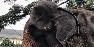 (Facebook: @SaveElephantFoundation)
