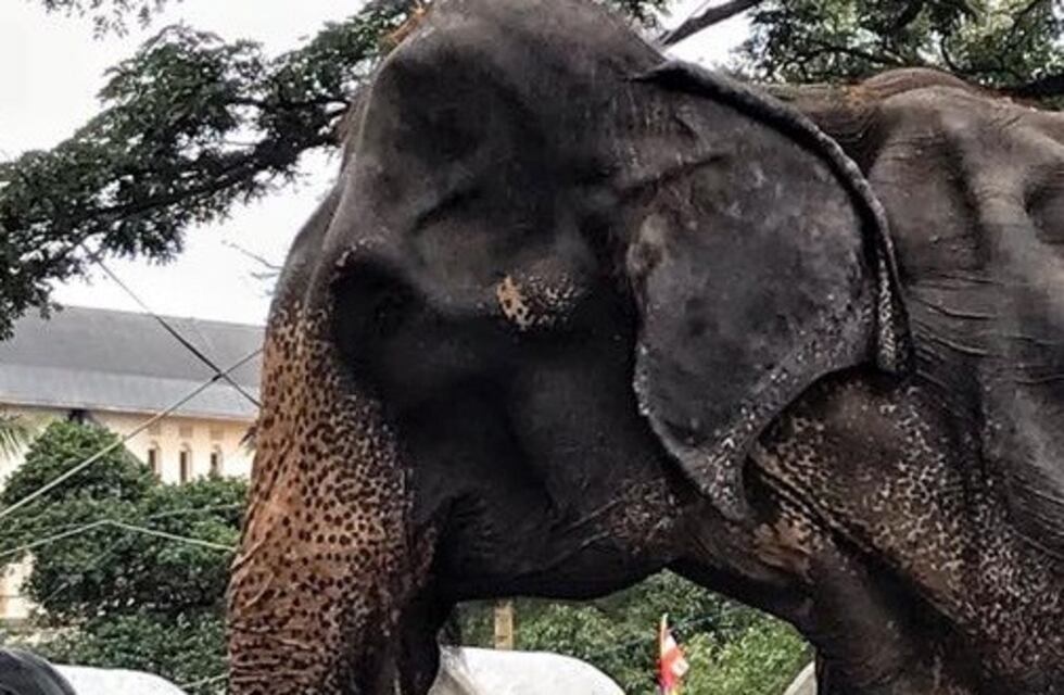 Las impactantes imágenes de una elefanta desnutrida que causaron conmoción en las redes sociales