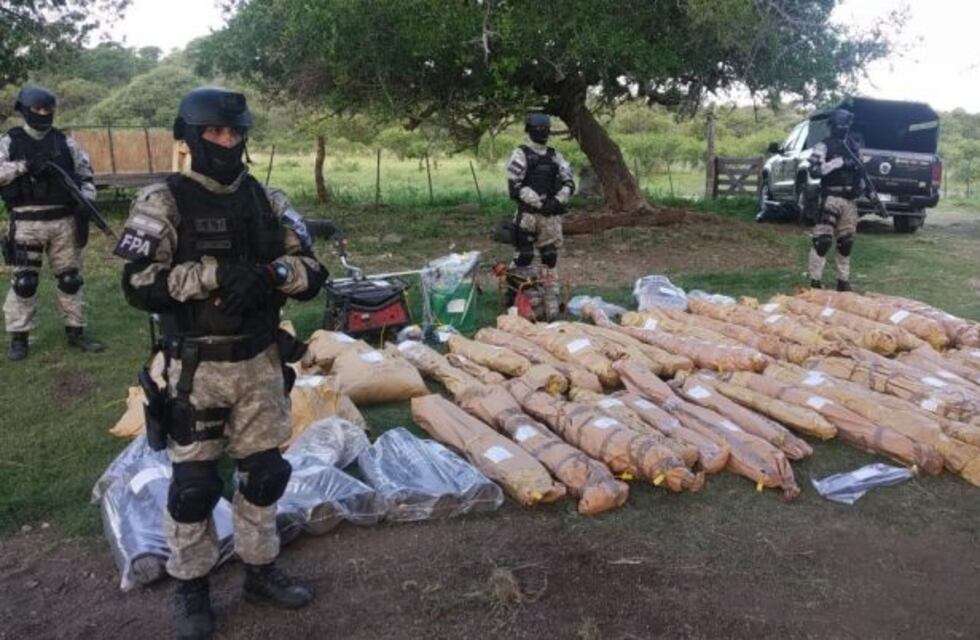 Desmantelan una plantación de marihuana valuada en $15 millones y detienen al dueño del campo