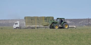 Alfalfa pampeana (Gobierno de La Pampa)