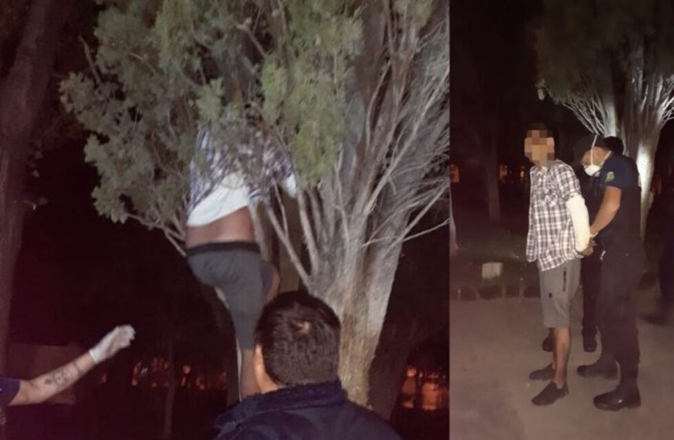 Se escondió en un árbol para evitar un control policial: lo detuvieron