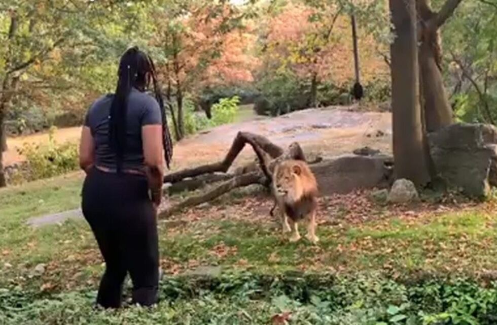 Estados Unidos: una mujer entró al predio de los leones en el zoológico porque quería "estar cerca de ellos"