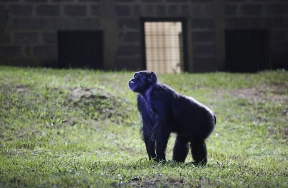 Cecilia ya tiene un candidato para novio en Brasil