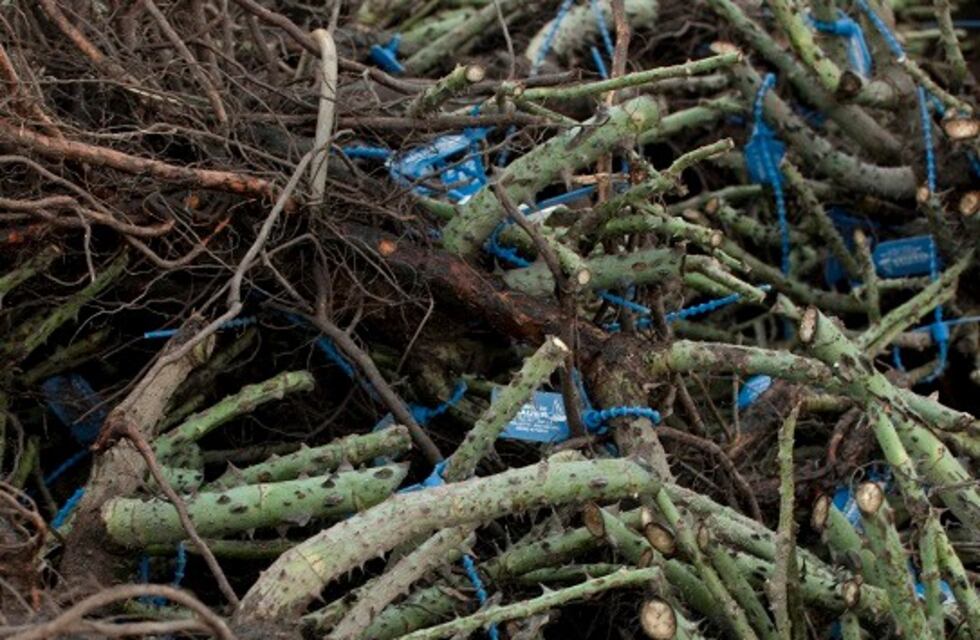 Se viene la renovación del Rosedal: plantarán más de 7 mil ejemplares