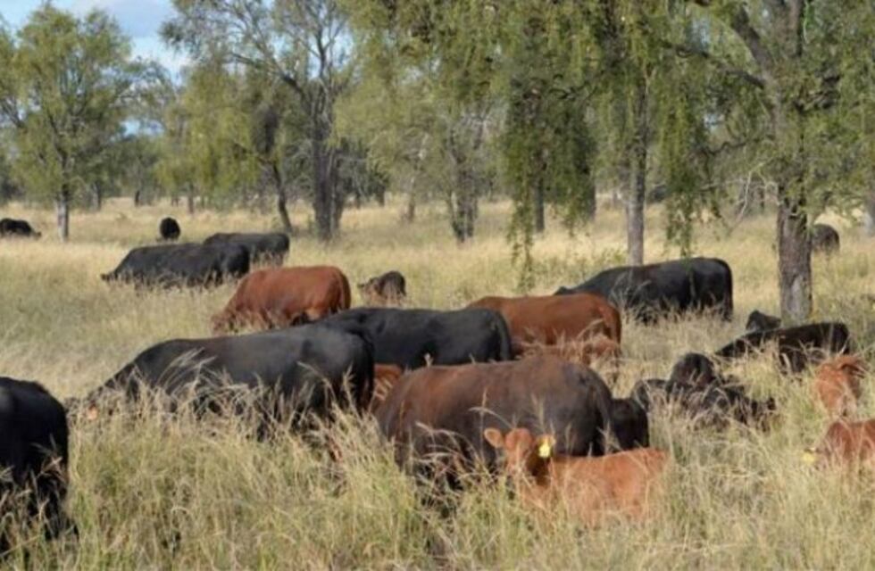 Productores alertan por la presencia de tucuras en el norte de Córdoba