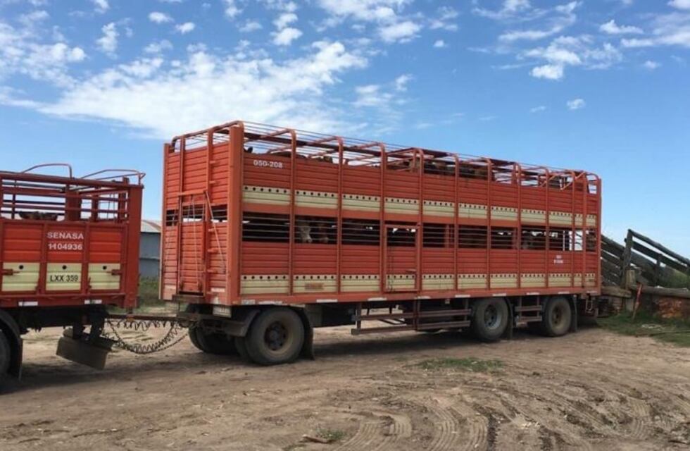 General La Madrid: recuperaron más de cien vacas robadas en un campo