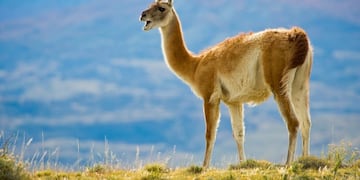 Guanacos Fueguinos