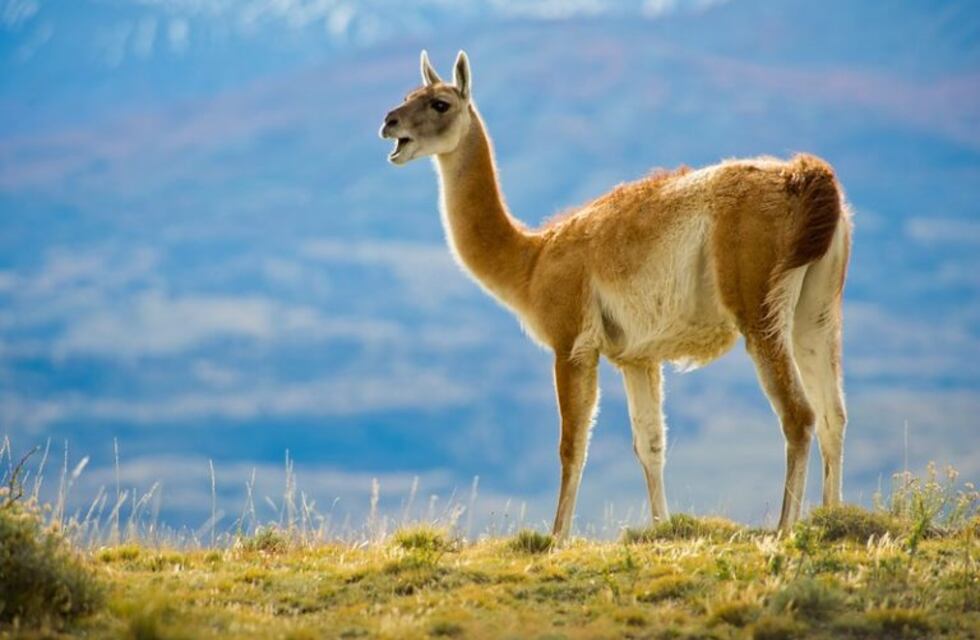 Un automovilista chocó contra un guanaco en la zona de estancia Viamonte