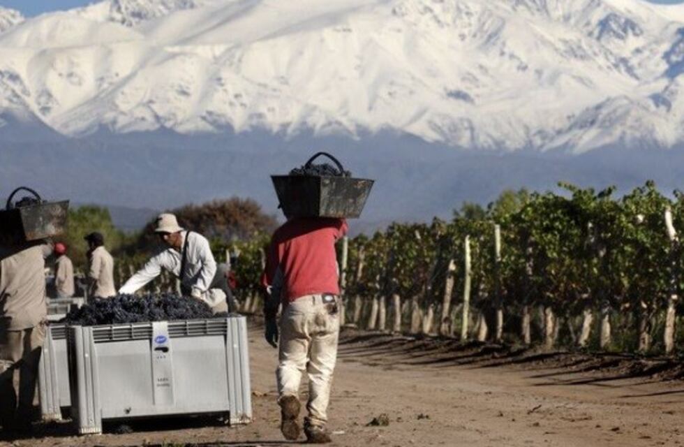 Polilla de la Vid: es ley el programa para combatirla