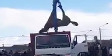 Caballo murió en festival de doma\u002E