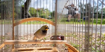 aves
