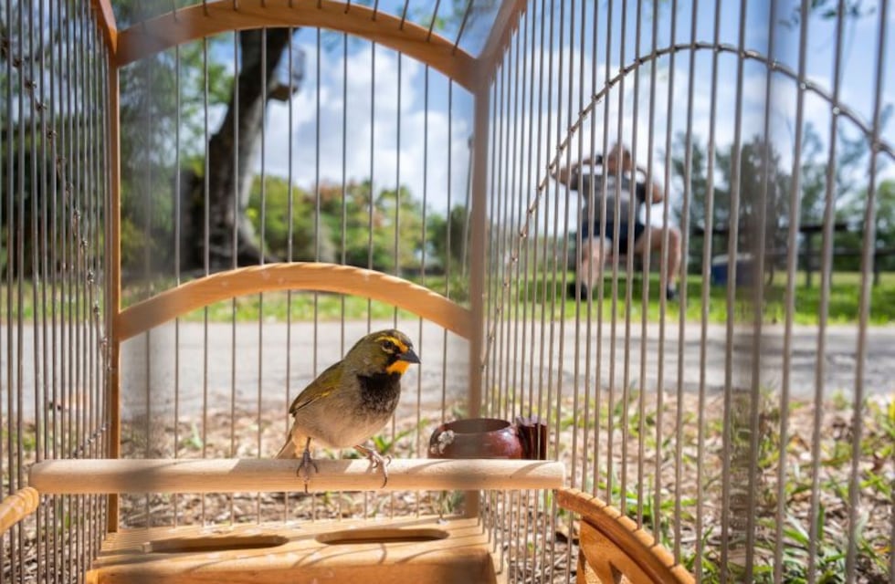 Un hombre libera  a sus pájaros  después de sentir el mismo encierro por la cuarentena de coronavirus