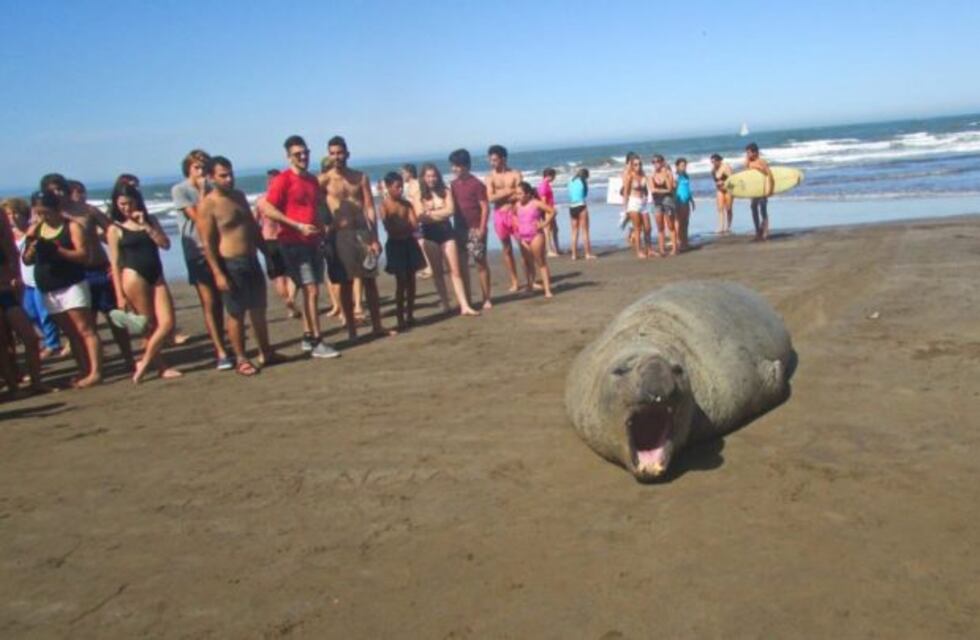 Un elefante marino sorprendió a los turistas en Mar del Plata