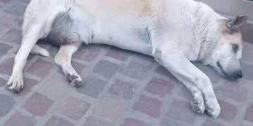 Helicóptero (Facebook David Ferri)