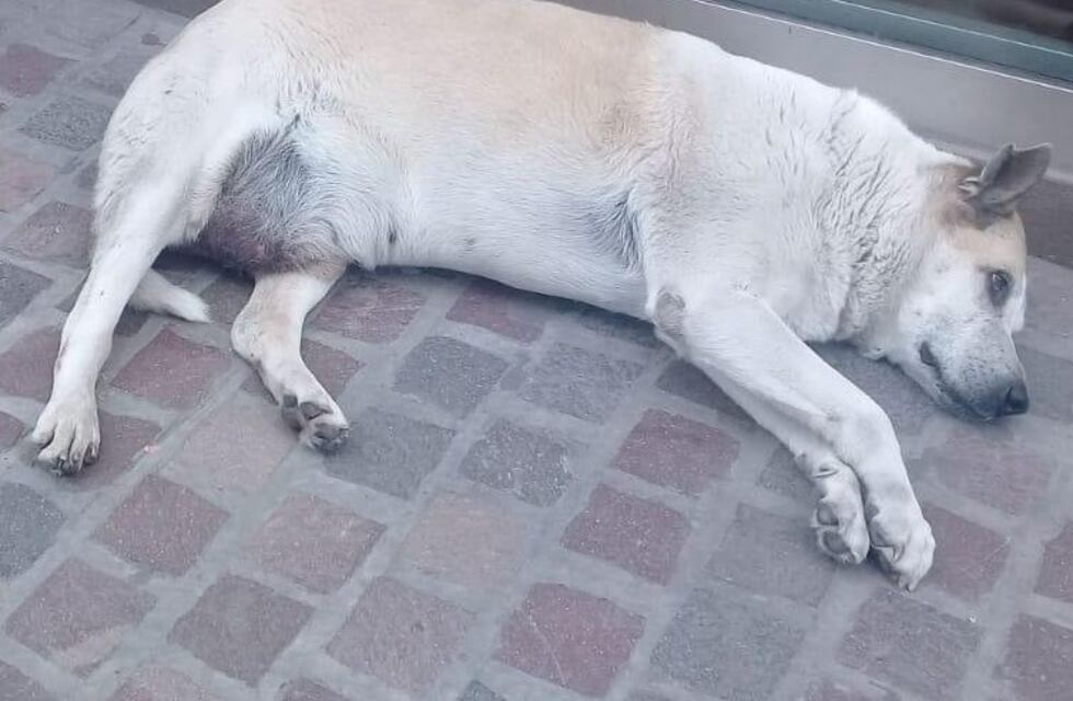 Dos perritos callejeros enfermos esperan una familia que los adopte