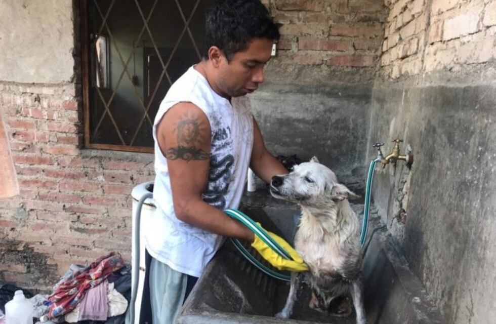 Cristian rescata perros discapacitados y los lleva a su casa para cuidarlos