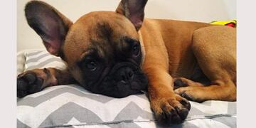 Robo de mascotas en Carlos Paz