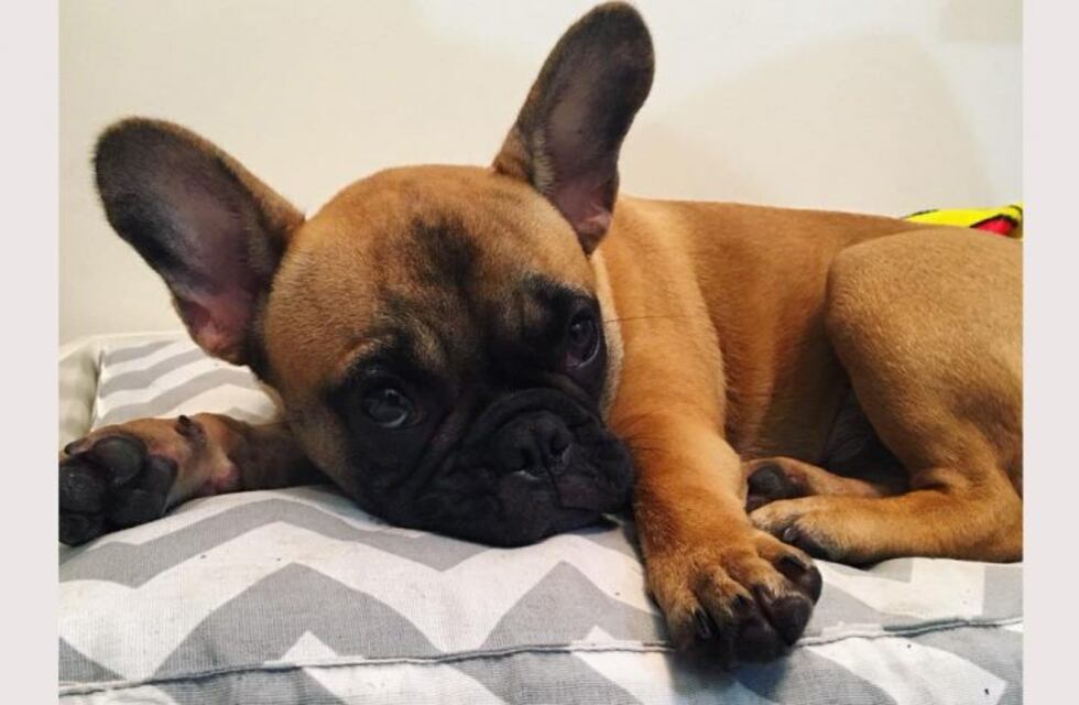 Un nuevo robo de perros en la ciudad de Carlos Paz