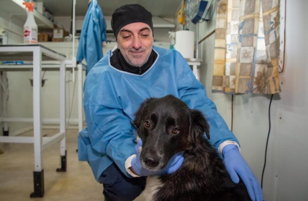 Julio último mes para vacunar tus mascotas