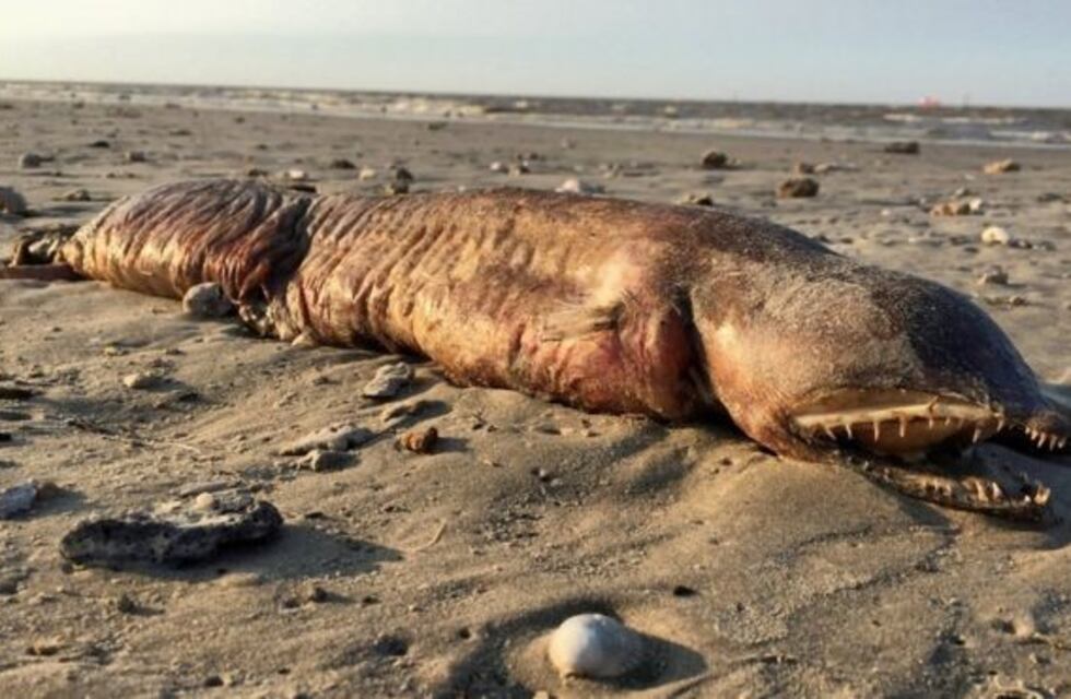 Misterio: La monstruosa criatura que apareció tras el paso del huracán Harvey