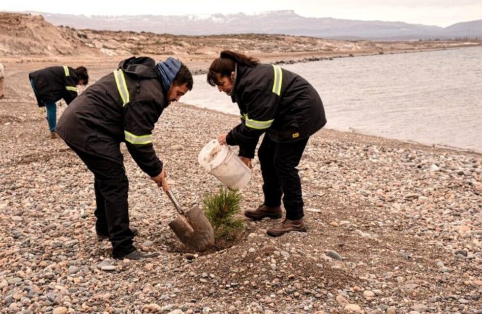 Reforestación en Perito Moreno