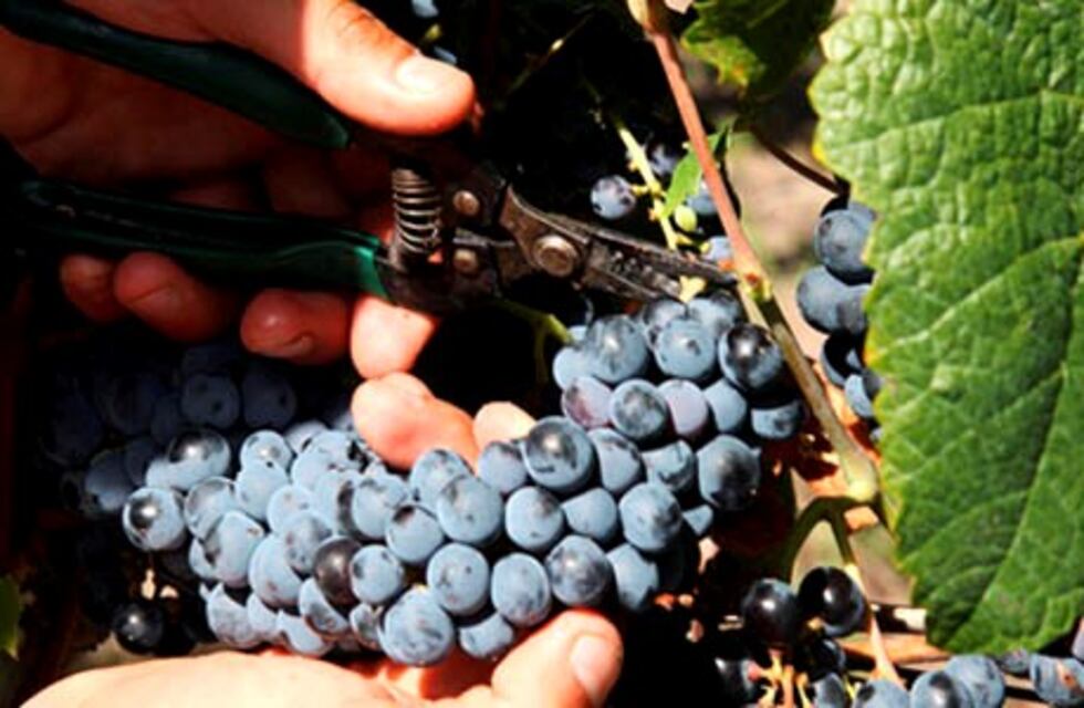 Concurso de ideas en el sector vitivinícola