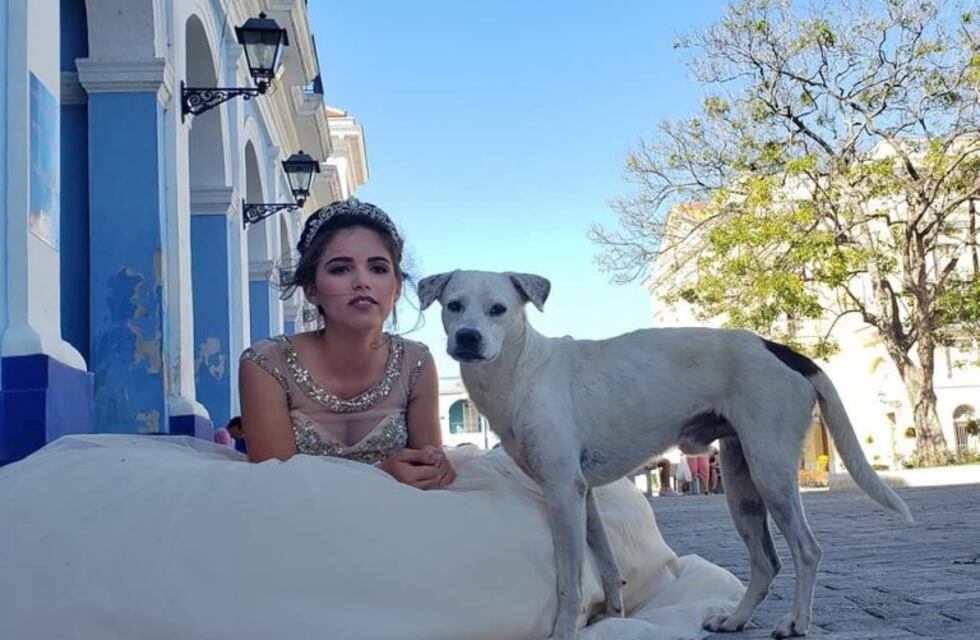 El álbum de 15 más tierno: un perro callejero se coló en las fotos y posó con la cumpleañera