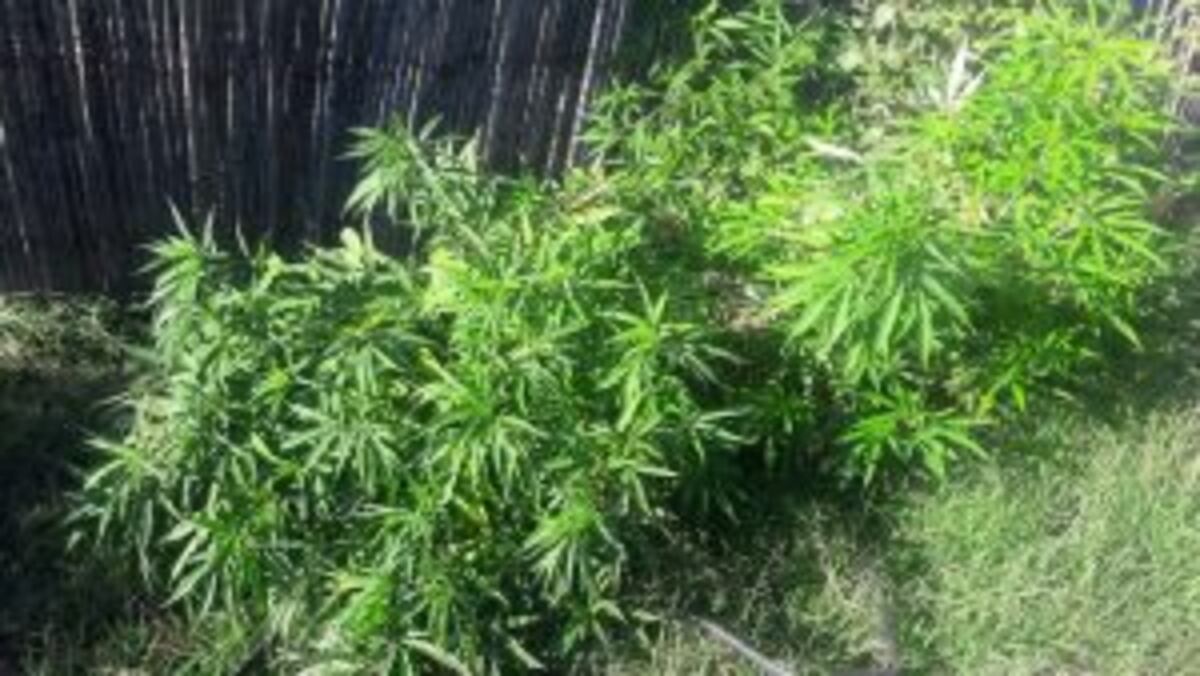 Las plantas de marihuana secuestradas.